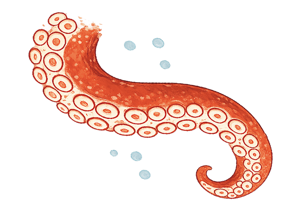 蛸のイラスト
